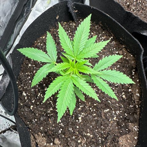 Wedding Cake growlog timeline photo