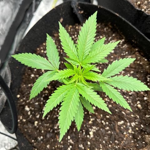 Wedding Cake growlog timeline photo