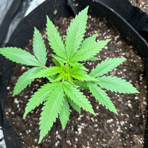 Wedding Cake growlog timeline photo