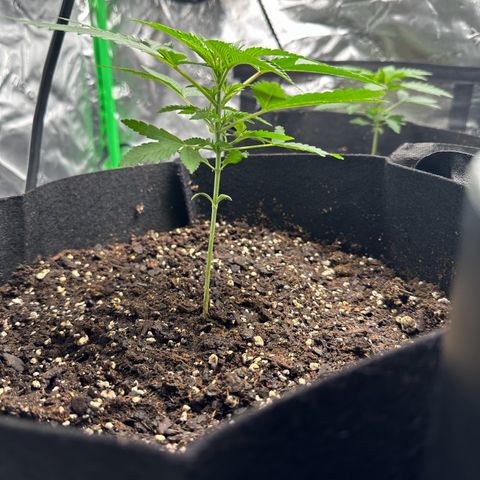 Wedding Cake growlog timeline photo