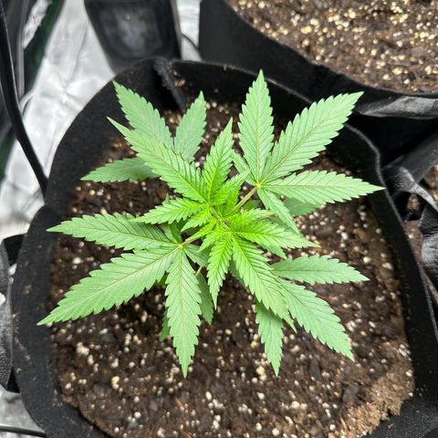 Wedding Cake growlog timeline photo