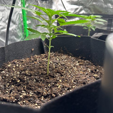 Wedding Cake growlog timeline photo