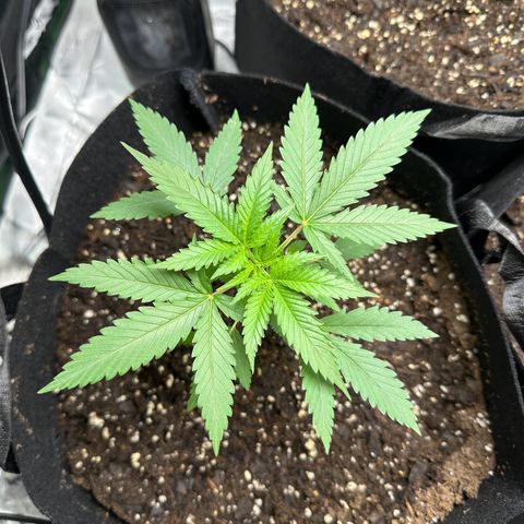 Wedding Cake growlog timeline photo