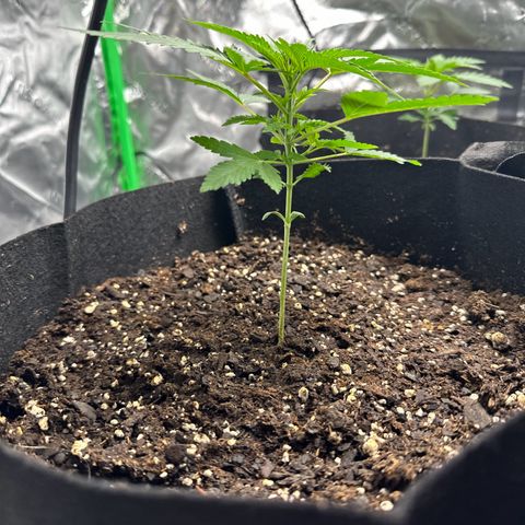 Wedding Cake growlog timeline photo