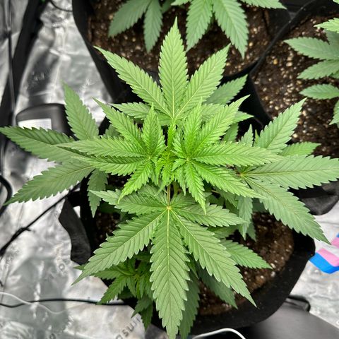 Wedding Cake growlog timeline photo