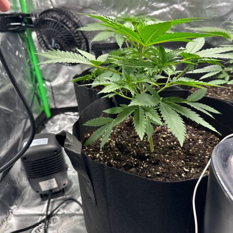 Wedding Cake growlog timeline photo