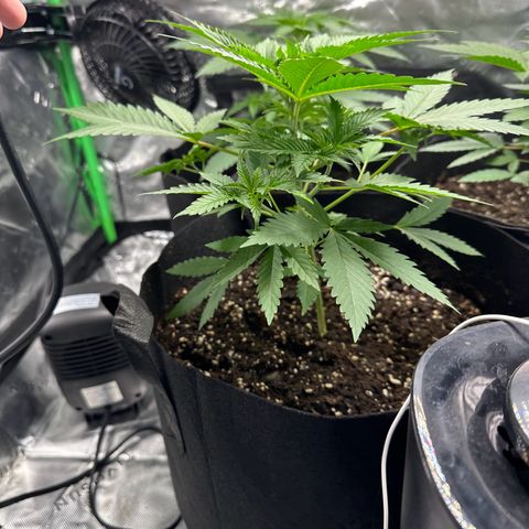 Wedding Cake growlog timeline photo