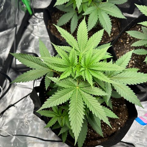 Wedding Cake growlog timeline photo