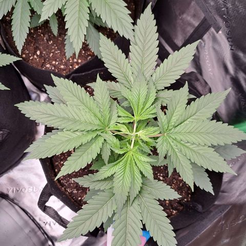 Wedding Cake growlog timeline photo