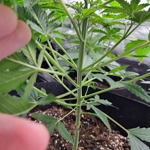 Wedding Cake growlog timeline photo