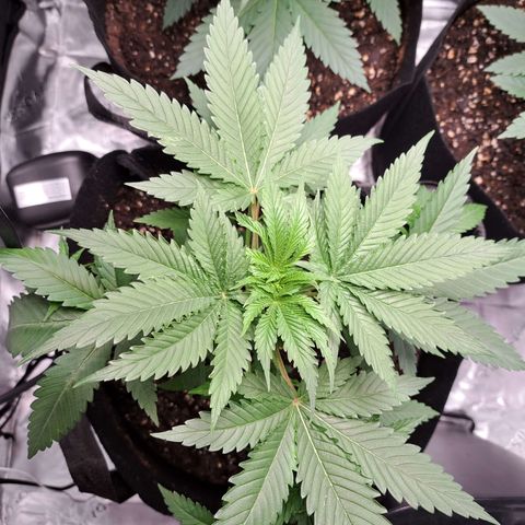 Wedding Cake growlog timeline photo