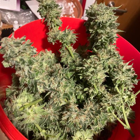 Lemon Candy  growlog timeline photo