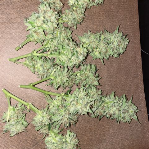 Lemon Candy  growlog timeline photo