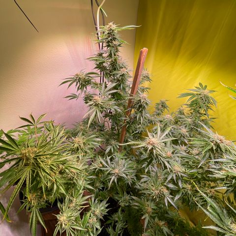 Lemon Candy  growlog timeline photo