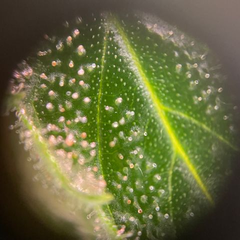 Lemon Candy  growlog timeline photo