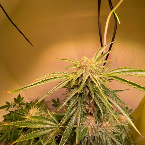 Lemon Candy  growlog timeline photo
