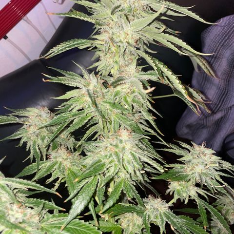 Lemon Candy  growlog timeline photo