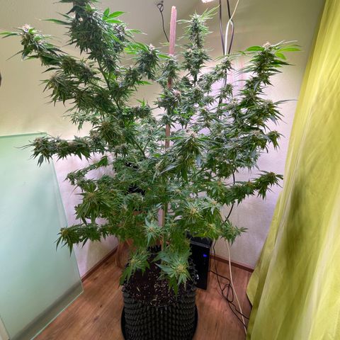 Lemon Candy  growlog timeline photo