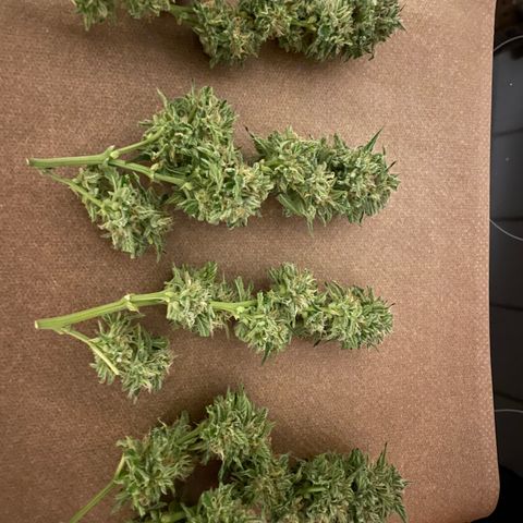 Lemon Candy  growlog timeline photo