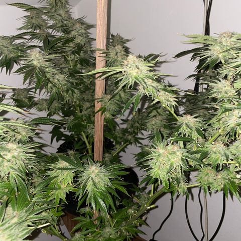 Lemon Candy  growlog timeline photo