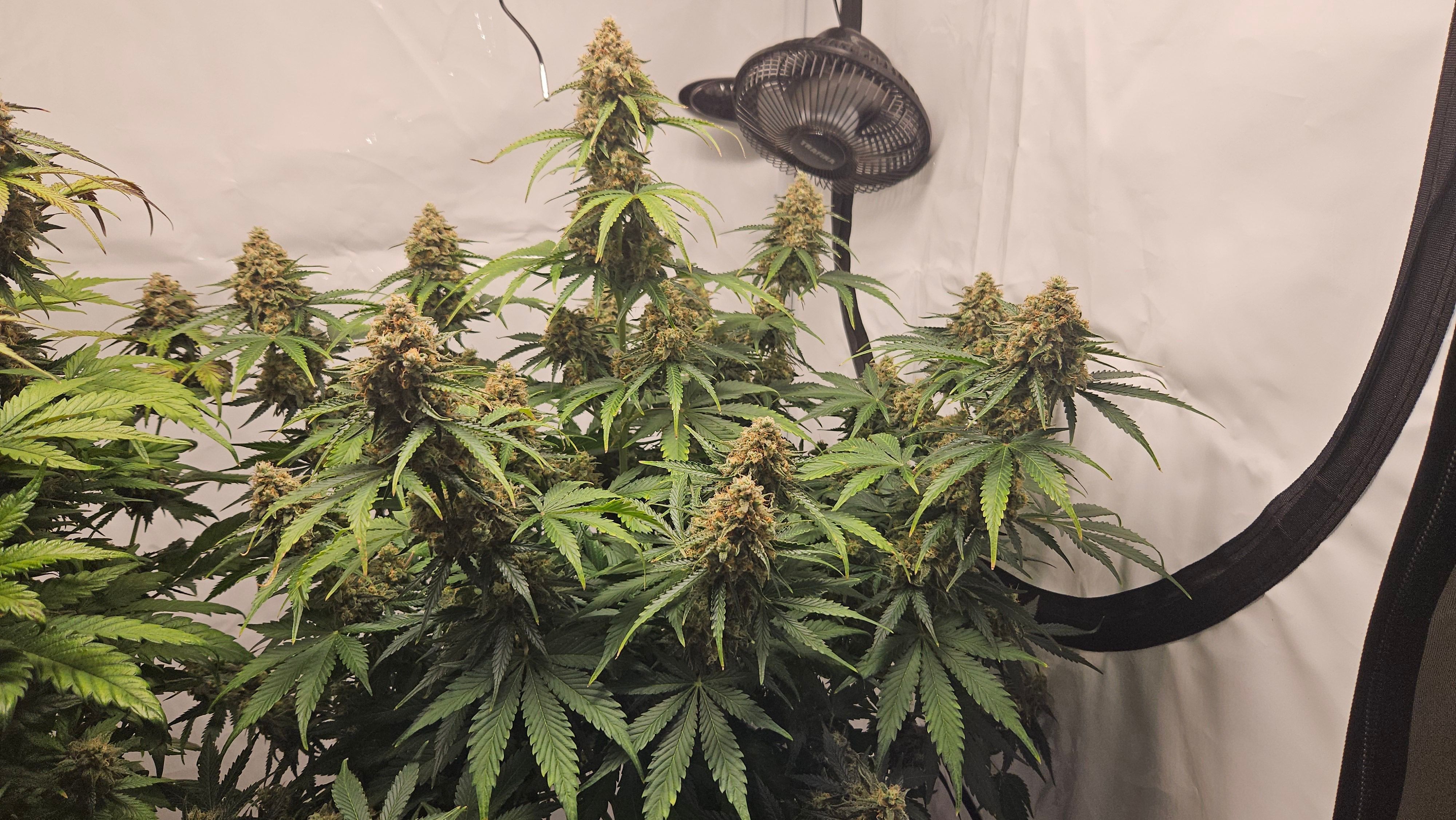 Northern Lights #2 growlog header