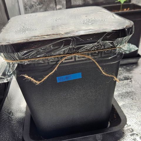 Northern Lights #1  growlog photo