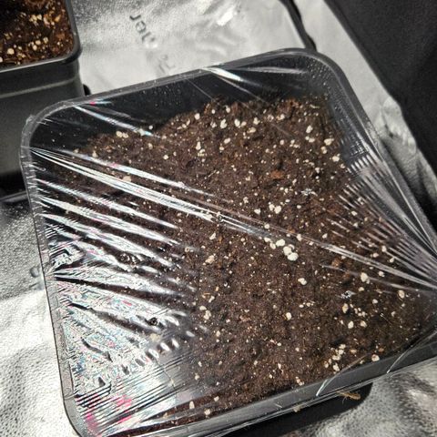 Northern Lights #1  growlog photo