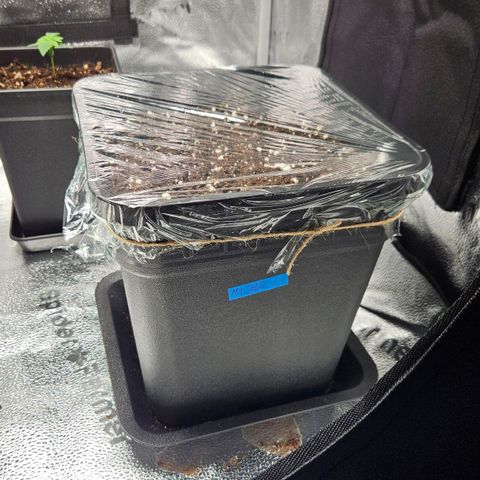 Northern Lights #2 growlog photo