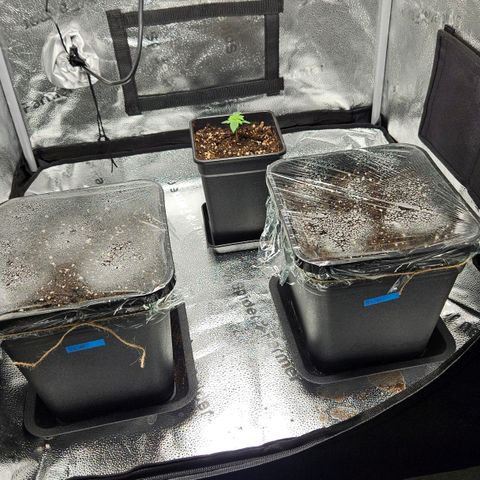 Northern Lights #2 growlog photo