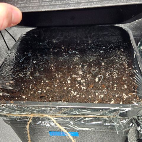 Northern Lights #1  growlog photo
