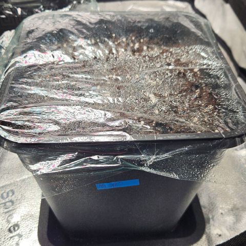 Northern Lights #2 growlog photo