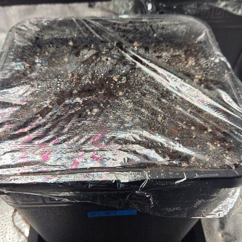 Northern Lights #1  growlog photo