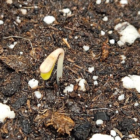 Northern Lights #1  growlog timeline photo