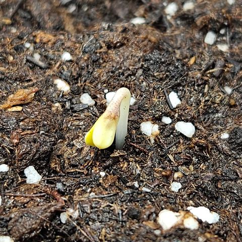 Northern Lights #2 growlog timeline photo