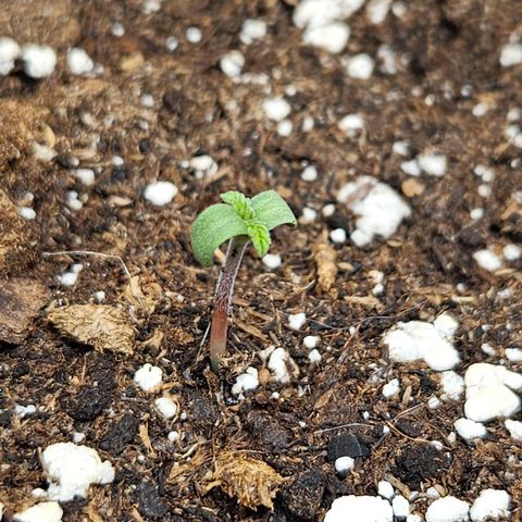 Northern Lights #1  growlog timeline photo
