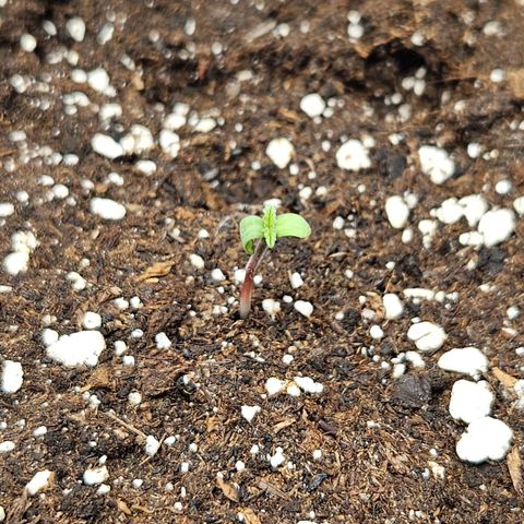Northern Lights #2 growlog timeline photo