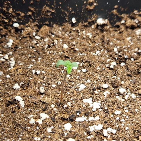 Northern Lights #1  growlog timeline photo