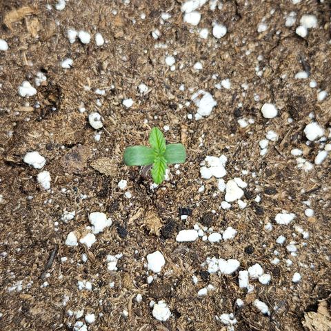 Northern Lights #1  growlog timeline photo