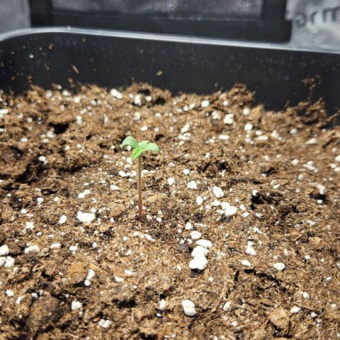 Northern Lights #2 growlog timeline photo
