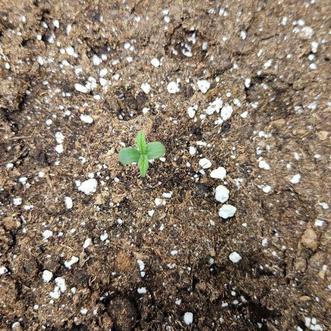 Northern Lights #2 growlog timeline photo