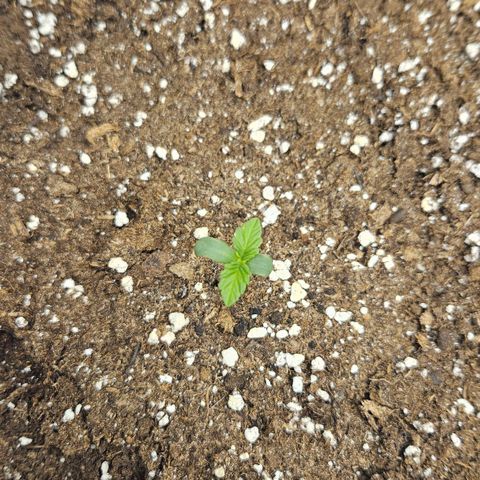 Northern Lights #1  growlog timeline photo