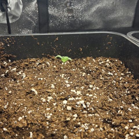 Northern Lights #1  growlog timeline photo