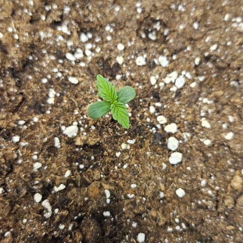 Northern Lights #2 growlog timeline photo