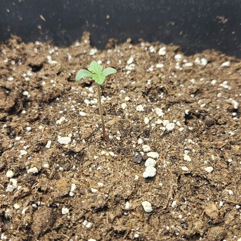Northern Lights #2 growlog timeline photo