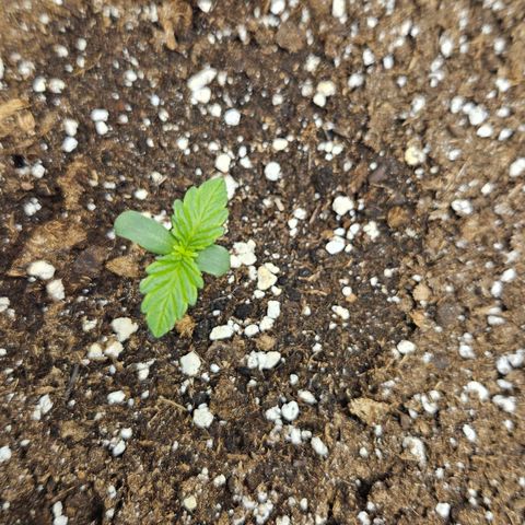 Northern Lights #1  growlog timeline photo