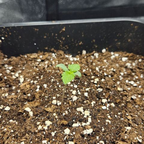 Northern Lights #1  growlog timeline photo
