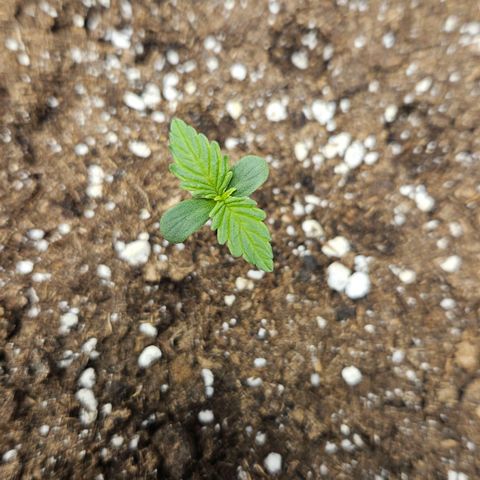 Northern Lights #2 growlog timeline photo