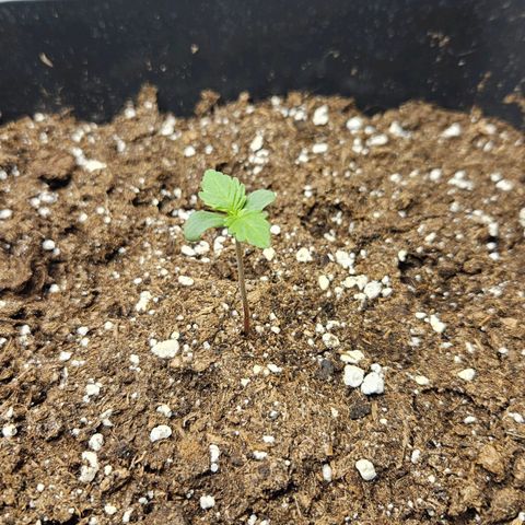 Northern Lights #2 growlog timeline photo