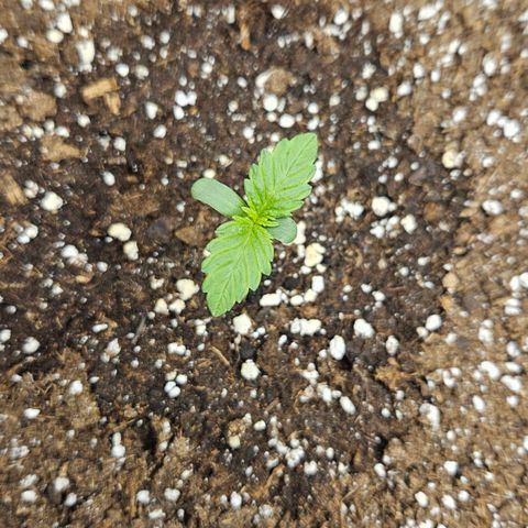 Northern Lights #1  growlog timeline photo