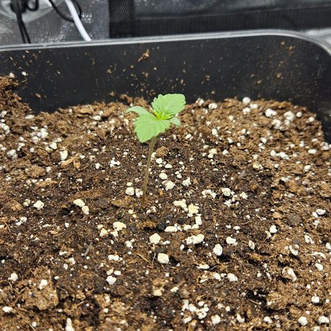 Northern Lights #1  growlog timeline photo